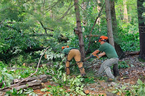 How Our Tree Care Process Works  in  Dublin, GA